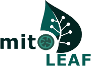 mitoLeaf Logo